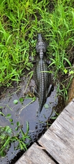 Caiman