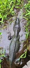 Caiman