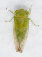 Populicerus