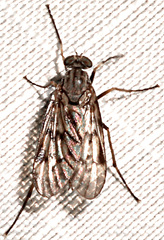 Rhagio punctipennis