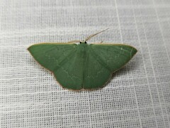 Prasinocyma semicrocea