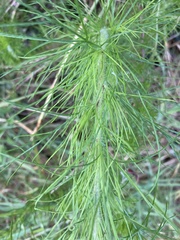 Eupatorium capillifolium