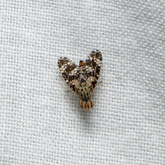 Austrotephritis fuscata