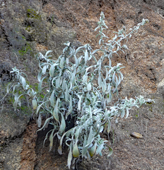 Pseudognaphalium microcephalum