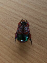 Anoplognathus olivieri