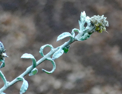 Pseudognaphalium microcephalum