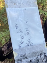 Spilogale gracilis