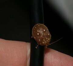 Paropsis geographica