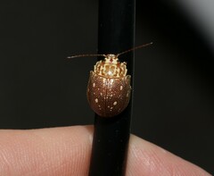 Paropsis geographica