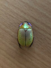 Anoplognathus olivieri