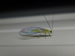 Italochrysa insignis