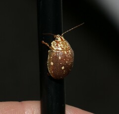 Paropsis geographica