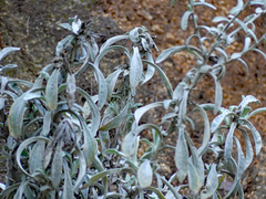 Pseudognaphalium microcephalum