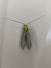 Italochrysa insignis