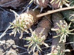 Euphorbia braunsii