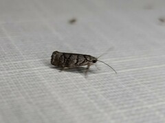 Lichenaula onychodes