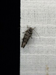 Lichenaula onychodes