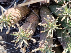 Euphorbia braunsii
