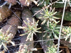 Euphorbia braunsii