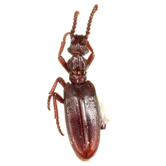 Dacoderus steineri