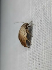 Tortricopsis pyroptis