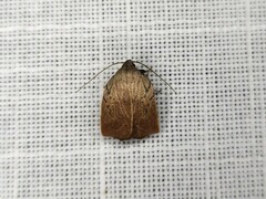 Tortricopsis pyroptis