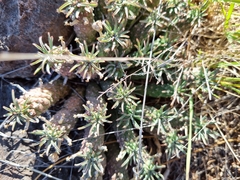 Euphorbia braunsii