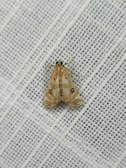 Parapoynx polydectalis