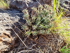 Euphorbia braunsii
