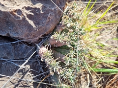 Euphorbia braunsii