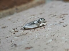 Plectophila discalis