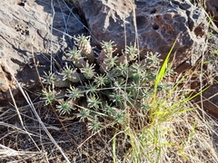 Euphorbia braunsii
