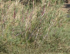 Phragmites mauritianus