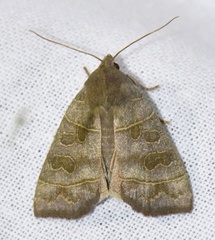 Ipimorpha subtusa