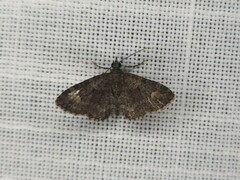 Pasiphilodes testulata