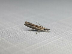 Culladia cuneiferellus