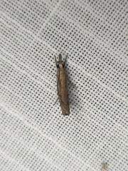 Culladia cuneiferellus