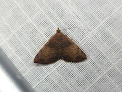 Chrysolarentia mecynata