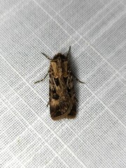 Agrotis munda