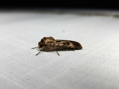 Agrotis munda