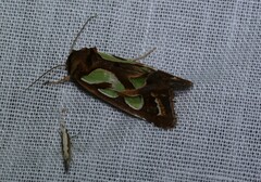 Plutella xylostella-australiana