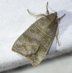 Ipimorpha subtusa