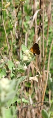 Riodinidae