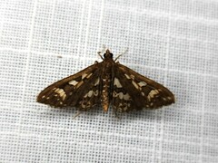 Ischnurges illustralis