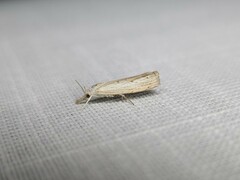 Culladia cuneiferellus