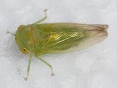 Populicerus