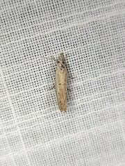 Culladia cuneiferellus