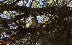 Zosterops lateralis lateralis