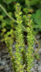 Veronica verna