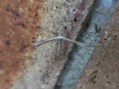 Stenoptilia zophodactylus